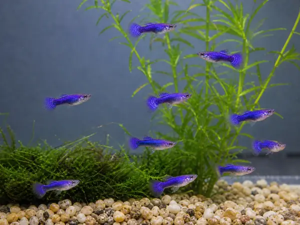 Purple Dragon guppy fry, 20 plus 5 bonus; representative AI-generated planted-aquarium image, not an exact inventory photograph.