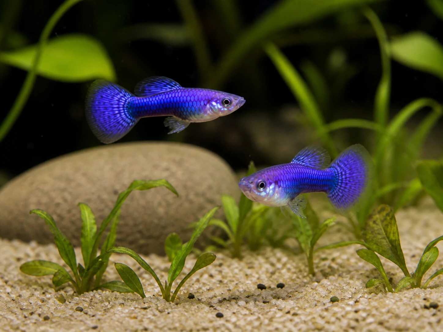 Purple Dragon guppy fry, 20 plus 5 bonus; representative AI-generated planted-aquarium image, not an exact inventory photograph.