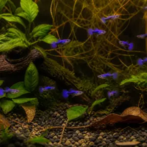 Purple Dragon guppy fry, 20 plus 5 bonus; representative AI-generated planted-aquarium image, not an exact inventory photograph.