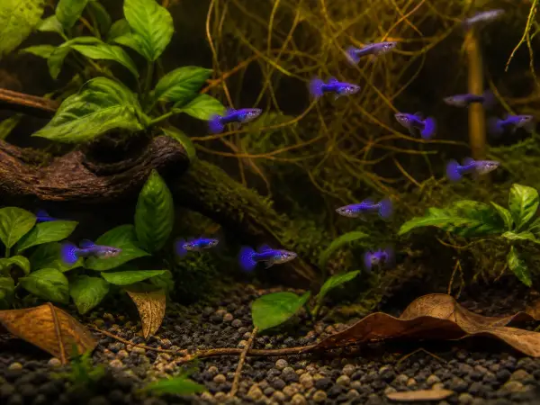 Purple Dragon guppy fry, 20 plus 5 bonus; representative AI-generated planted-aquarium image, not an exact inventory photograph.