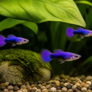 Purple Dragon guppy fry, 20 plus 5 bonus; representative AI-generated planted-aquarium image, not an exact inventory photograph.