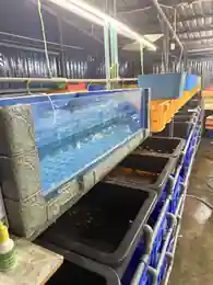 Real HiGuppy breeding facility with connected tubs, glass tanks, aeration and water lines