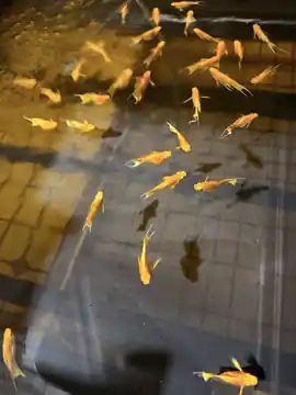 Real group of orange and gold guppies swimming in a HiGuppy holding tub