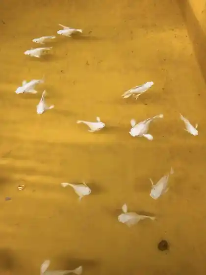 Real group of pale white guppies swimming in a HiGuppy breeding tub