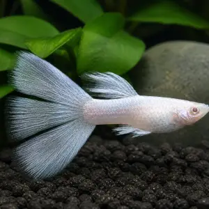 Silverado double-tail guppy breeding pair; representative AI-generated planted-aquarium image, not an exact inventory photograph.