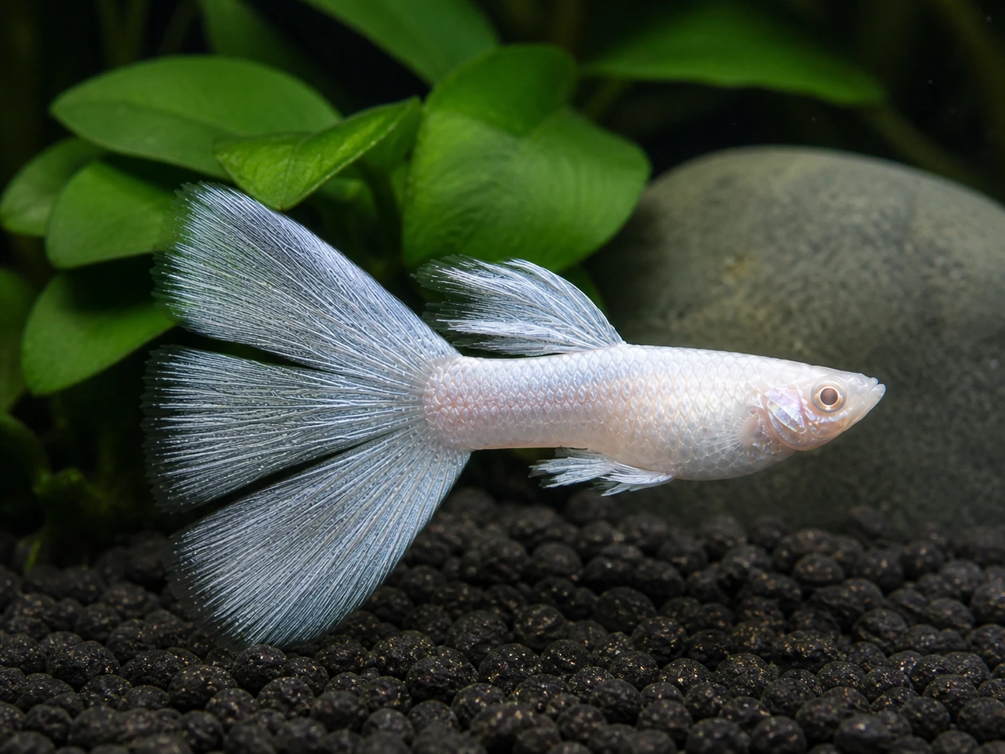 Silverado double-tail guppy breeding pair; representative AI-generated planted-aquarium image, not an exact inventory photograph.