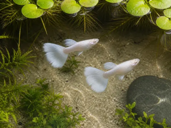 Silverado double-tail guppy breeding pair; representative AI-generated planted-aquarium image, not an exact inventory photograph.