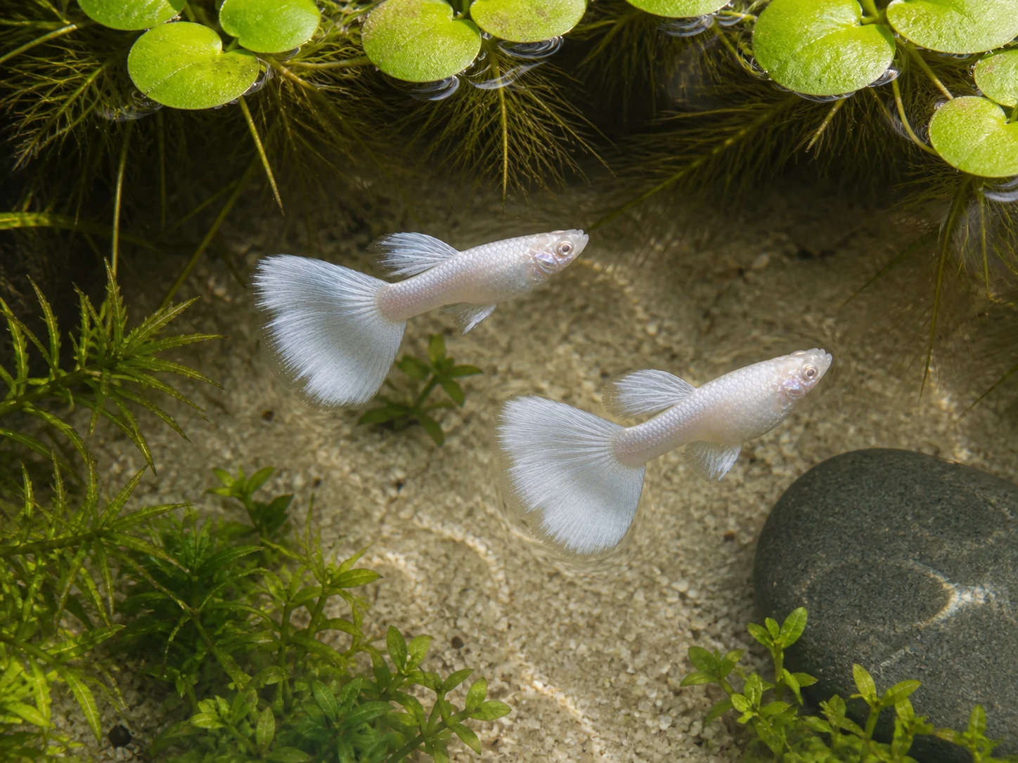 Silverado double-tail guppy breeding pair; representative AI-generated planted-aquarium image, not an exact inventory photograph.