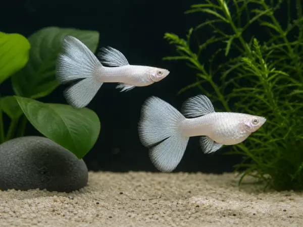 Silverado double-tail guppy breeding pair; representative AI-generated planted-aquarium image, not an exact inventory photograph.