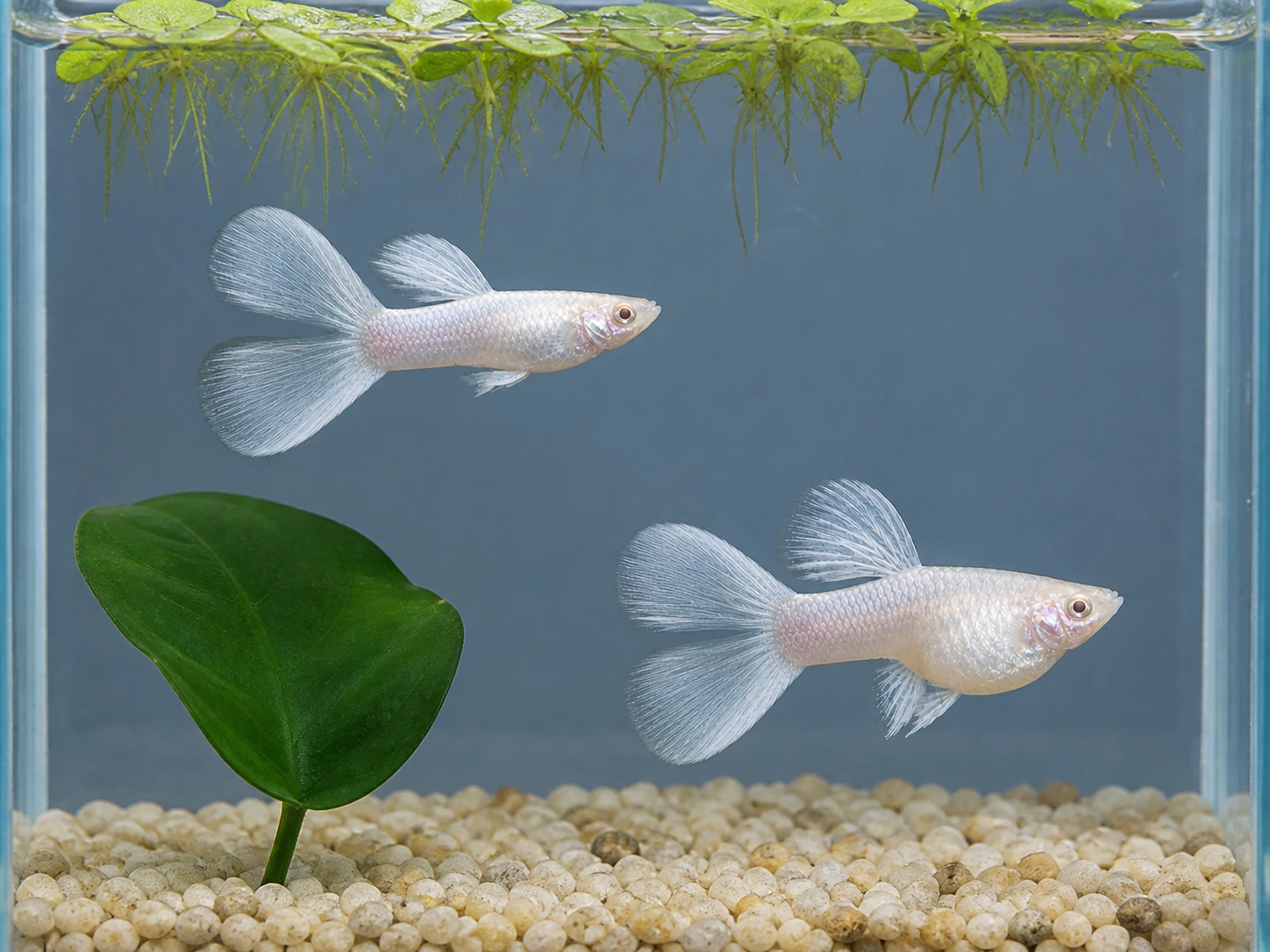 Silverado double-tail guppy breeding pair; representative AI-generated planted-aquarium image, not an exact inventory photograph.