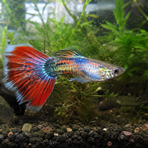 Representative guppy market-reference aquarium with bubbles and light biofilm; exact strain and current stock confirmed before ordering