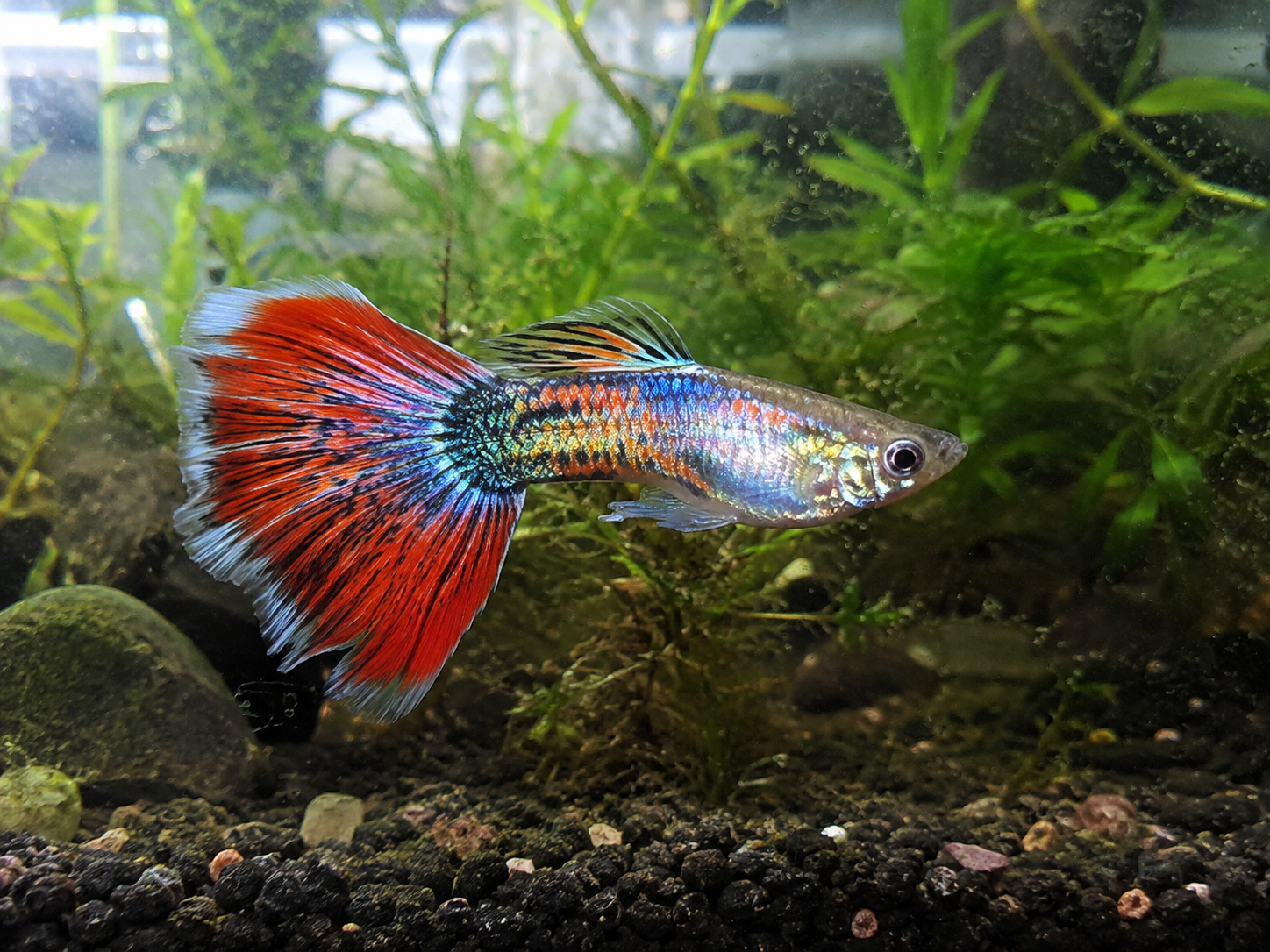 Representative guppy market-reference aquarium with bubbles and light biofilm; exact strain and current stock confirmed before ordering