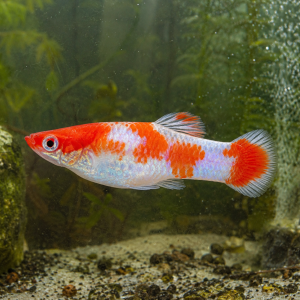 Illustrative representative image of Santa Koi Super Short guppy; current-stock photos confirmed before ordering