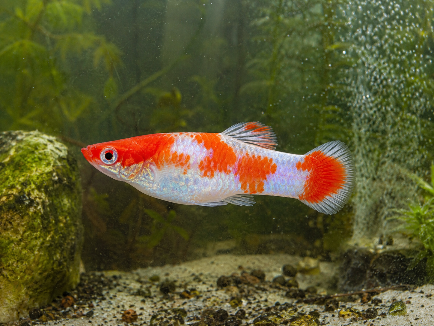 Illustrative representative image of Santa Koi Super Short guppy; current-stock photos confirmed before ordering
