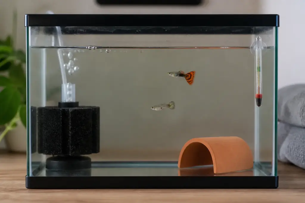 Quarantine vs Acclimation for Guppies: What Is the Difference?