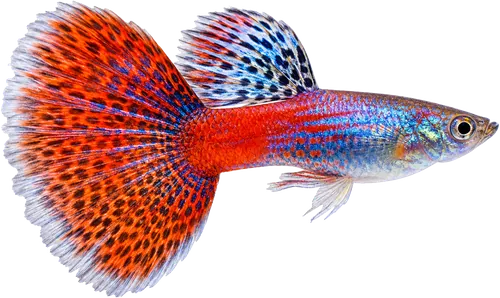 Colorful HiGuppy guppy fish